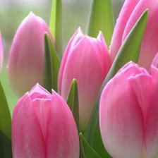 Схема вышивки «розовые тюльпаны»