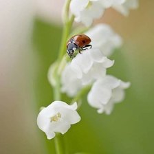 Схема вышивки «божья коровка на ландыше»