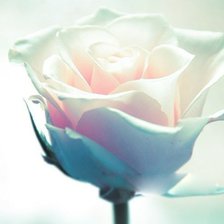 Схема вышивки «роза»