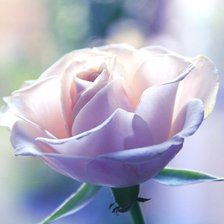 Схема вышивки «роза»