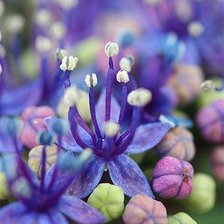 Схема вышивки «синие цветы»