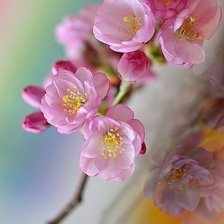 Схема вышивки «сакура»