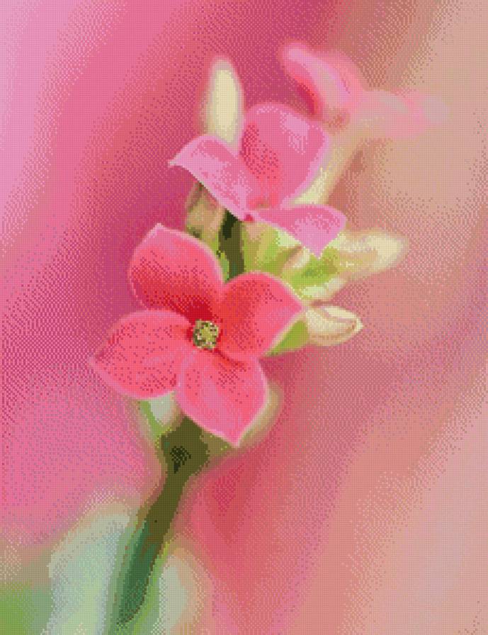 розовый цветок - цветы, розовый - предпросмотр