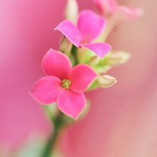 розовый цветок