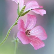 Схема вышивки «розовый цветок»