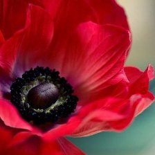 Схема вышивки «Мак»