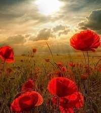 Схема вышивки «маковое поле»