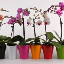 Схема вышивки «Орхидеи»