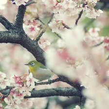 Схема вышивки «Сакура»