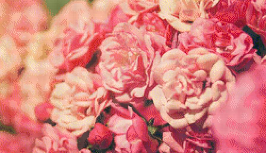 Пионы - цветы - предпросмотр