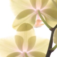 Схема вышивки «Орхидея»