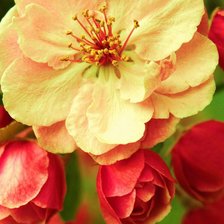 Схема вышивки «Цветы»