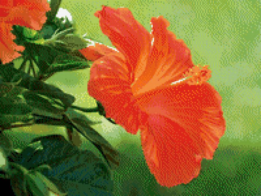 Гибискус - гибискус, цветы - предпросмотр