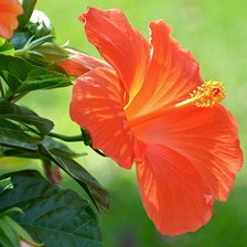 Схема вышивки «Гибискус»