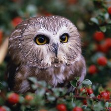 Схема вышивки «совёнок»