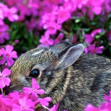 Схема вышивки «Кролик»