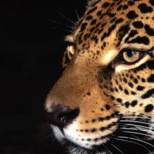 Схема вышивки «Гепард»