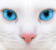 Схема вышивки «Кот»