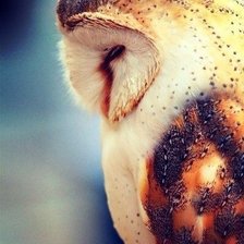 Схема вышивки «Сова»