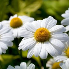 Схема вышивки «Ромашки (30х20 см)»