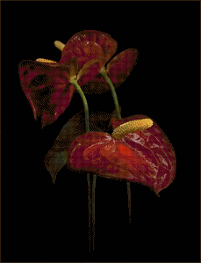 Антуриум - антуриум, цветы - предпросмотр