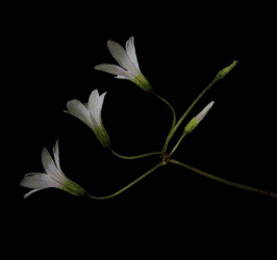 цветы на черном - цветы - предпросмотр