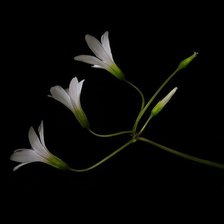 Схема вышивки «цветы на черном»