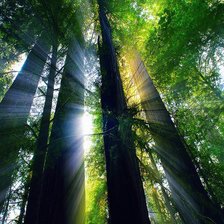 Схема вышивки «Луч солнца»