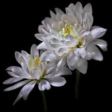 Схема вышивки «Цветы на черном»