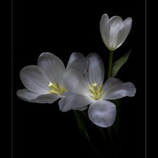 Схема вышивки «Белые цветы на черном»