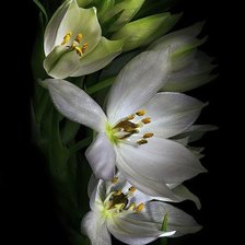 Схема вышивки «цветок на черном»