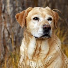 Схема вышивки «№662200»