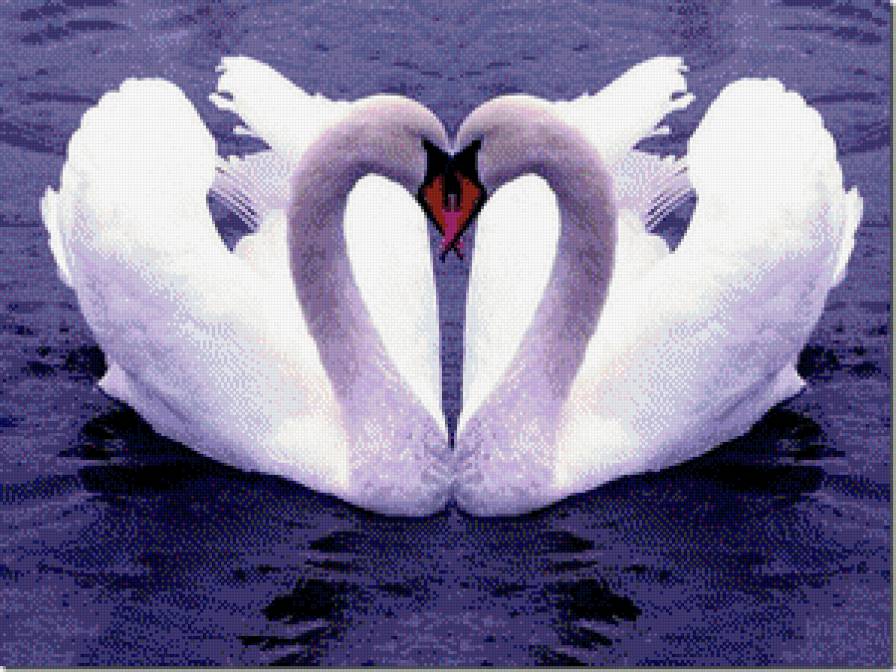 Лебединая верность - вода, птицы, пара, лебеди - предпросмотр