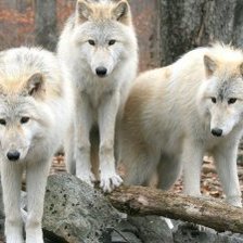 Схема вышивки «№662528»