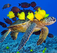 Схема вышивки «подводный мир»