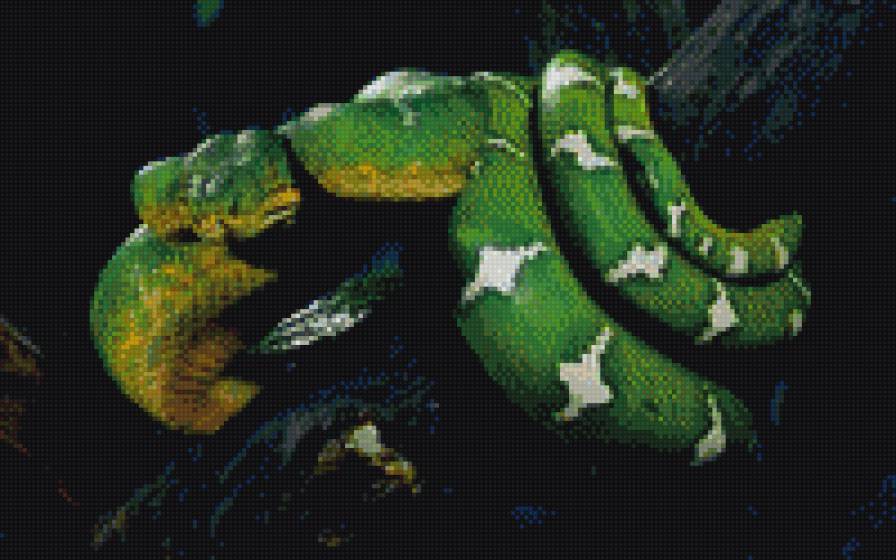 змея - животные - предпросмотр