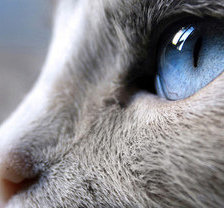 Схема вышивки «взгляд»