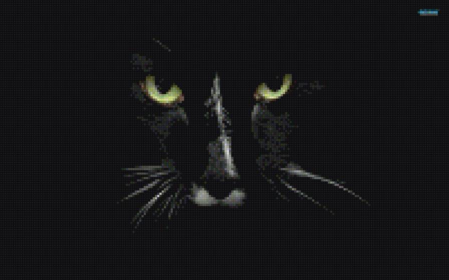 черный кот - животные, кот - предпросмотр