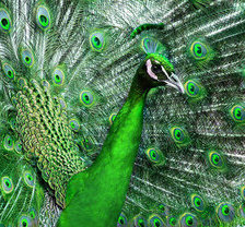 Схема вышивки «павлин»