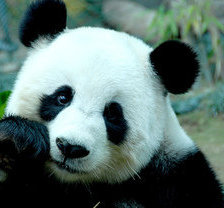 Схема вышивки «панда»