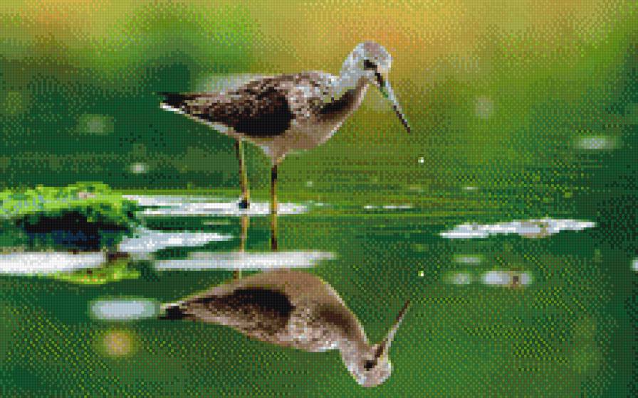 птица - птицы - предпросмотр