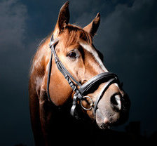 Схема вышивки «лошадь»