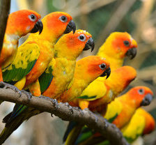 попугаи
