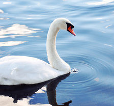 Схема вышивки «лебедь»