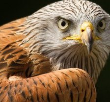 Схема вышивки «орел»