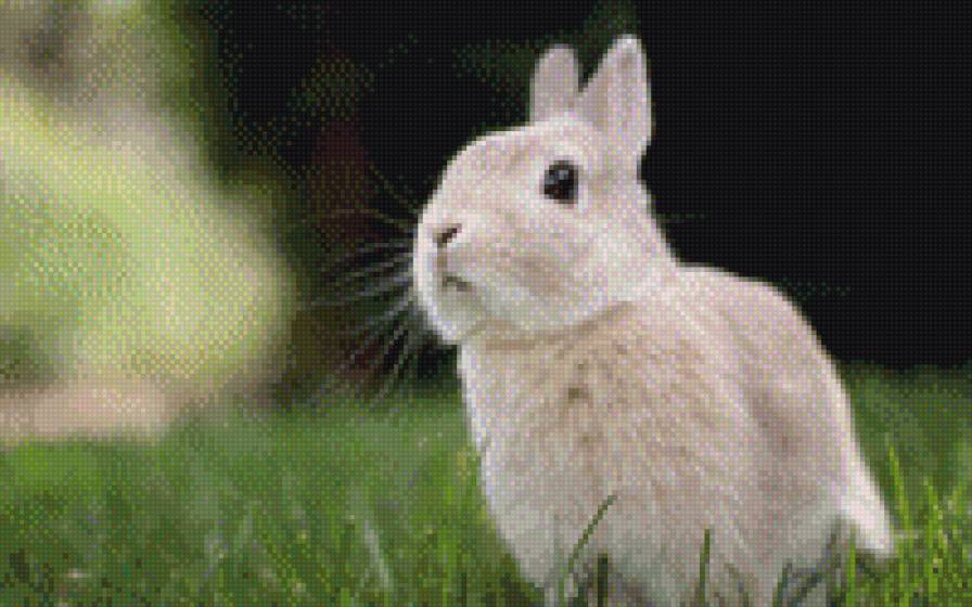 заяц - животные - предпросмотр