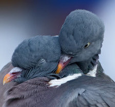 Схема вышивки «голуби»