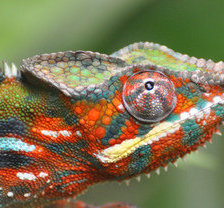 Схема вышивки «хамелеон»