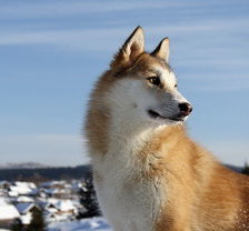 Схема вышивки «волк»