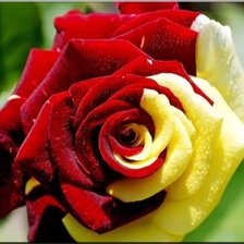 Схема вышивки «розочка»